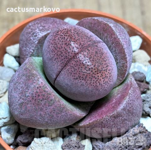 Pleiospilos nelii rubra, снимка 2 - Стайни растения - 45452279