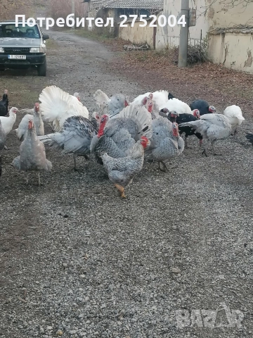 пуйки и пуяци , снимка 2 - Кокошки и пуйки - 52834291