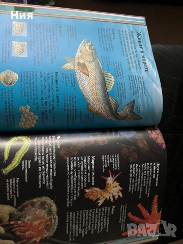 Енциклопедия за деца, снимка 4 - Енциклопедии, справочници - 53432088