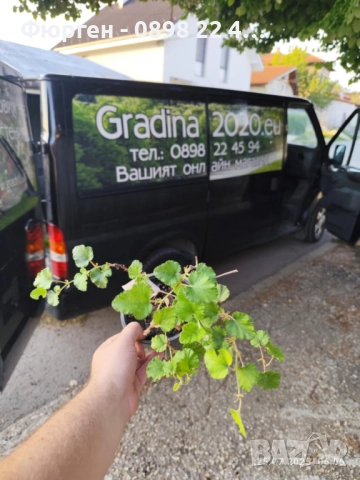 Пълзяща къпина Creeping Bramble, снимка 11 - Разсади - 48346799