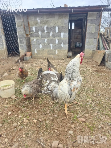 Оплодени яйца Брезе, Австралорп, Черен мед Маран и Крем Легбар, снимка 9 - За птици - 53035367