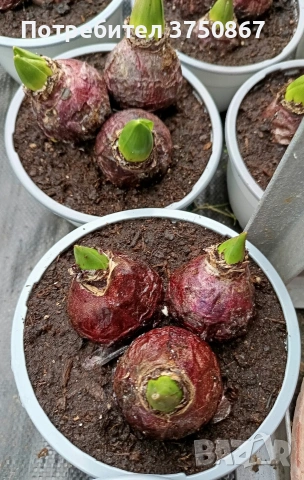 🌸🌿💞 Зюмбюл в саксия (Hyacinthus), снимка 9 - Градински цветя и растения - 53385103