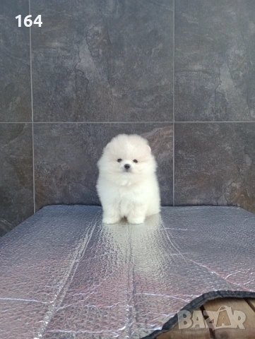 Мъжки мини Померан. Реални снимки от 19.01.26 г. , снимка 3 - Померан - 53120019