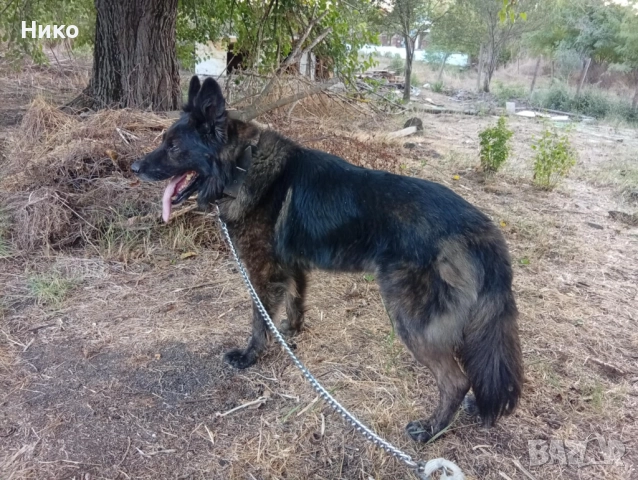 Женска немска овчарка , снимка 10 - Немска овчарка - 52702916