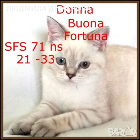 Шотландско момиче със сини очи , снимка 4 - Британска късокосместа - 52925461