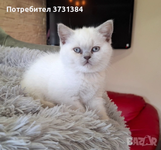 Британско късокосместо колорпойнт коте, снимка 3 - Британска късокосместа - 54058265