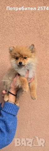 Померански шпиц , снимка 2 - Померан - 52679788