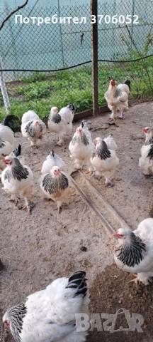 яйца от колумбийска брама