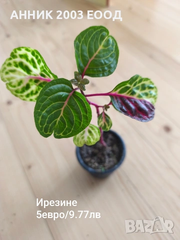 Стайни цветя, снимка 6 - Стайни растения - 53782364