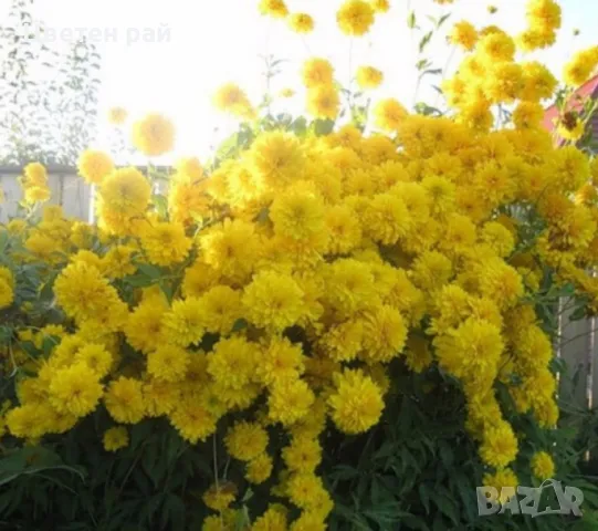 Златна топка, вид Рудбекия , снимка 1