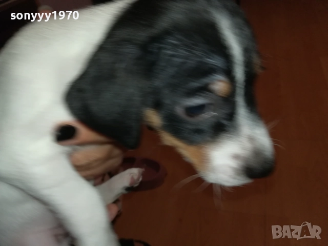 ДЖАК РЪСЕЛ ТЕРИЕР 0510250821, снимка 6 - Джак ръсел териер - 51948696