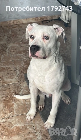 Продавам питбул, снимка 2 - Питбул - 53966484