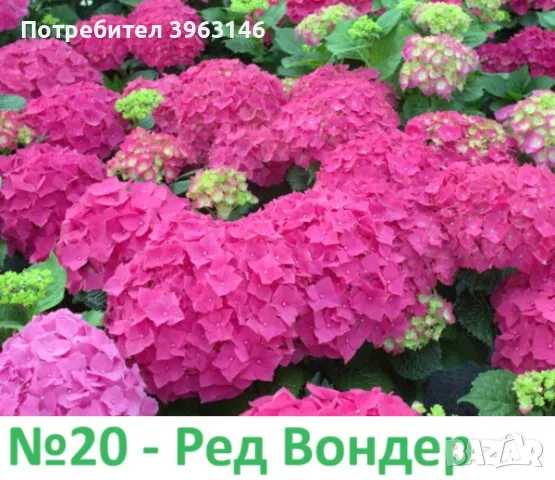 Градински Хортензии ЦЕНА 11,99 лв/брой, снимка 9 - Градински цветя и растения - 47069944