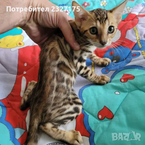 Бенгалска котка, снимка 14 - Бенгалски - 25815287