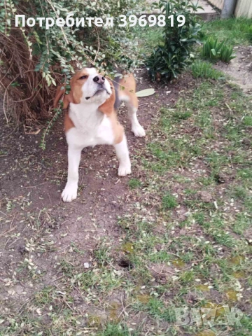 Бигъл, снимка 4 - Бигъл - 53832957