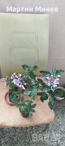 Plectranthus , снимка 2 - Стайни растения - 51996596