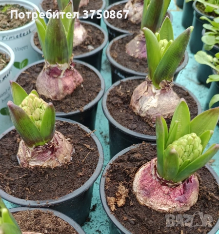 🌸🌿💞 Зюмбюл в саксия (Hyacinthus), снимка 10 - Градински цветя и растения - 53385103
