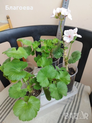 Комплект вкоренени резници Мушкато 5 бр - 5 цвята , снимка 8 - Стайни растения - 46905641
