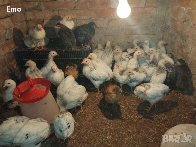 Продавам пилета на 2 месеца Супер Харко и Доминат снасят цветни яйца, снимка 9 - Кокошки и пуйки - 53517522