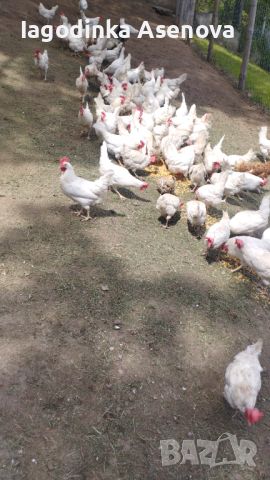 Кокошки бял легхорн, снимка 5 - Кокошки и пуйки - 43389707