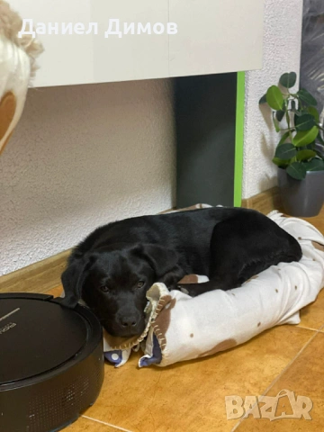 Чистокръвно лабрадорче