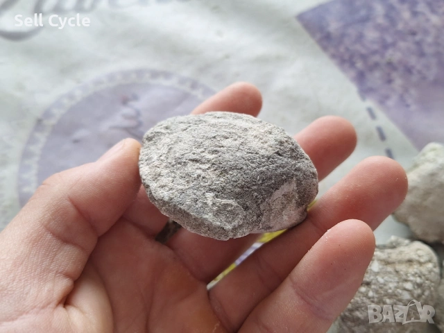 ✅ФОСИЛИ НА МИДИ - ПРОВАДИЯ❗, снимка 3 - Колекции - 53431798