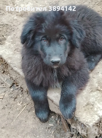 каракачански кученца 