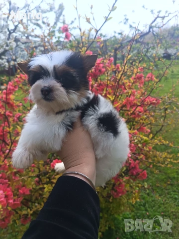 Бивер Йоркширски териер, снимка 7 - Други - 54296398