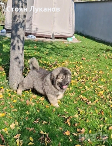 Кавказка Овчарка , снимка 6 - Кавказка овчарка - 52462694