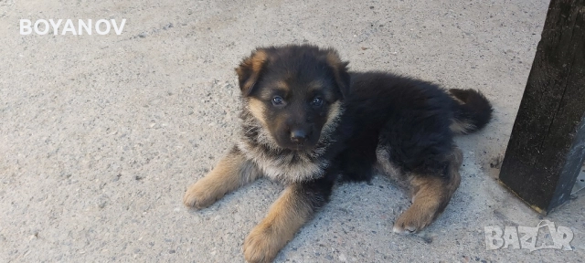 немски овчарки, снимка 4 - Немска овчарка - 52222806