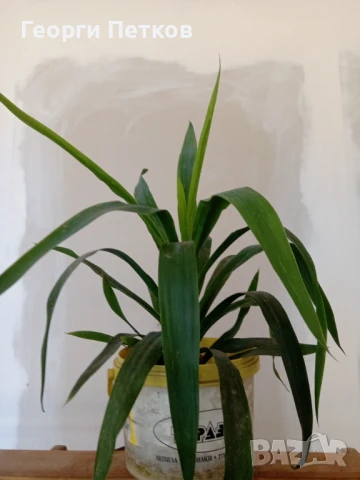 Стайна Палма Юка, около 40 см.