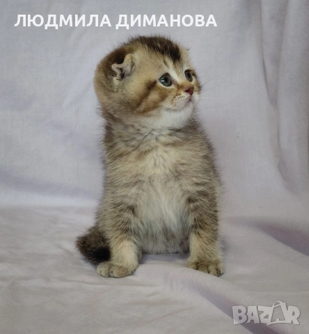 Шотландско мъжко. , снимка 7 - Британска късокосместа - 53571974