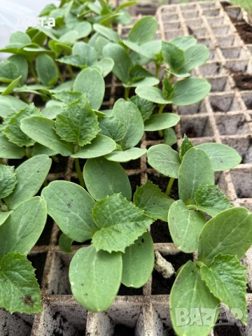 Продавам качествен разсад на корнишони, снимка 4 - Разсади - 54155958