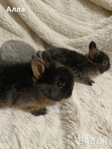 Холандско джуджета , снимка 6 - Декоративни зайчета - 52554621