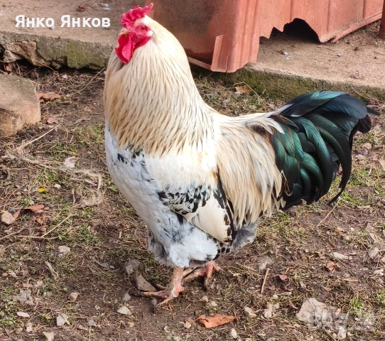 Петли , снимка 2 - други­ - 53095456