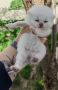 Шотландски котета сребърна чинчила, снимка 2