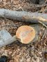 ПОДАРЯВАМ дърва, дървесина, дървен материал, дървета за сеч, снимка 3