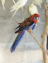 Продавам папагал пенантова розела, снимка 3