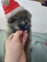 Малки померани , снимка 6