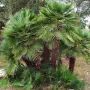 Палма Хамеропс, Chamaerops humilis Цена 60лв, снимка 1