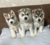 Бебета порода сибирско хъски –  за резервации , снимка 2
