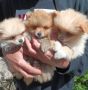 Малки кученца померански шпиц, снимка 1 - Померан - 45465188