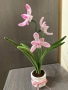 Вечна орхидея, снимка 3