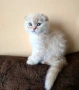 Шотландски клепоухи котета, снимка 4