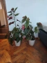Бегонии Тамая, млади добре вкоренени растения , снимка 9