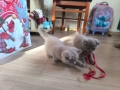 Британски и шотландски котенца, снимка 2