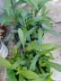 Канадска златна пръчица-ароматна и лечебна билка, медоносно растение, снимка 6