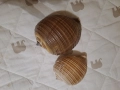Раковини морски охлюв за декорация , снимка 4