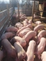 Продаваме малки прасенца , снимка 3