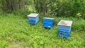 Продавам пчелни кошери, снимка 1 - За пчели - 45805663